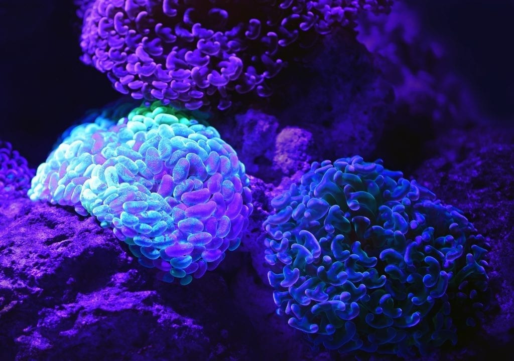 purple and blue corals that look like brains