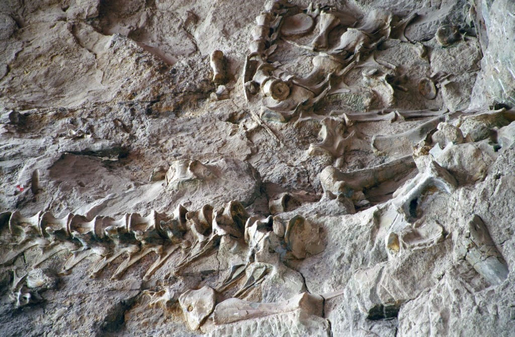 Numerous dinosaur bones lying partially excavated.
