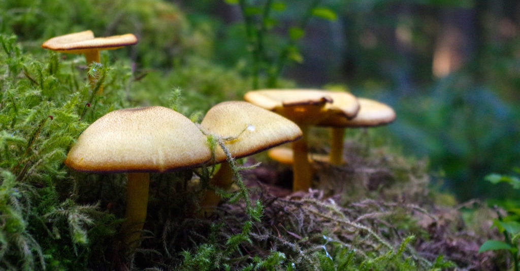The bovine bolete A rich resource beneath the trees Canadian Science