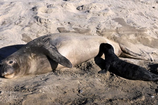 Elephant seal mother and pup