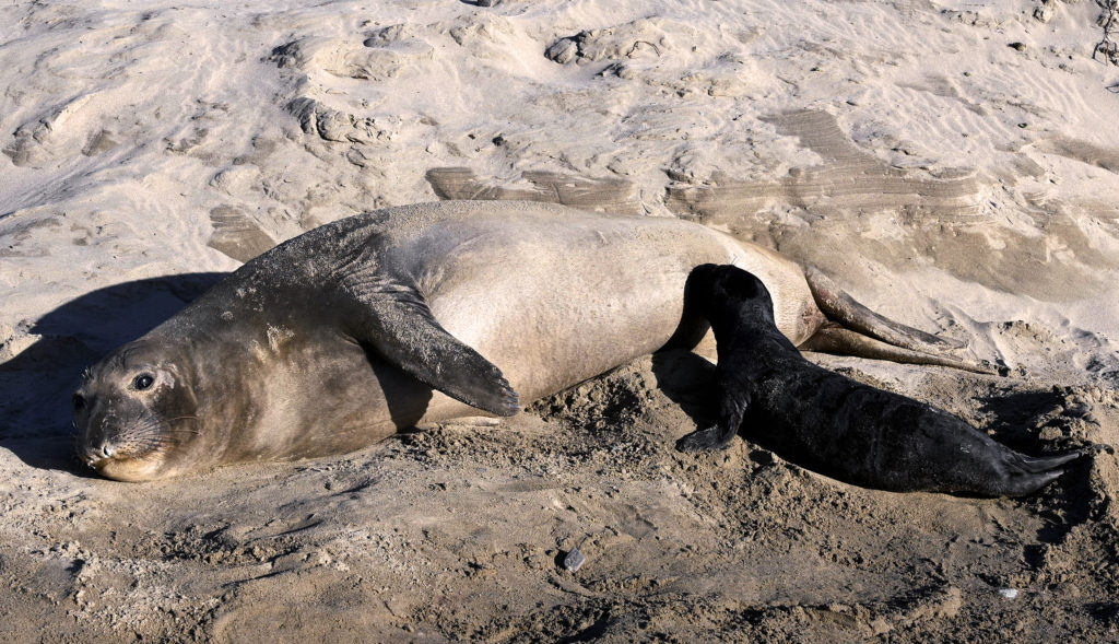 northern elephant seal pup