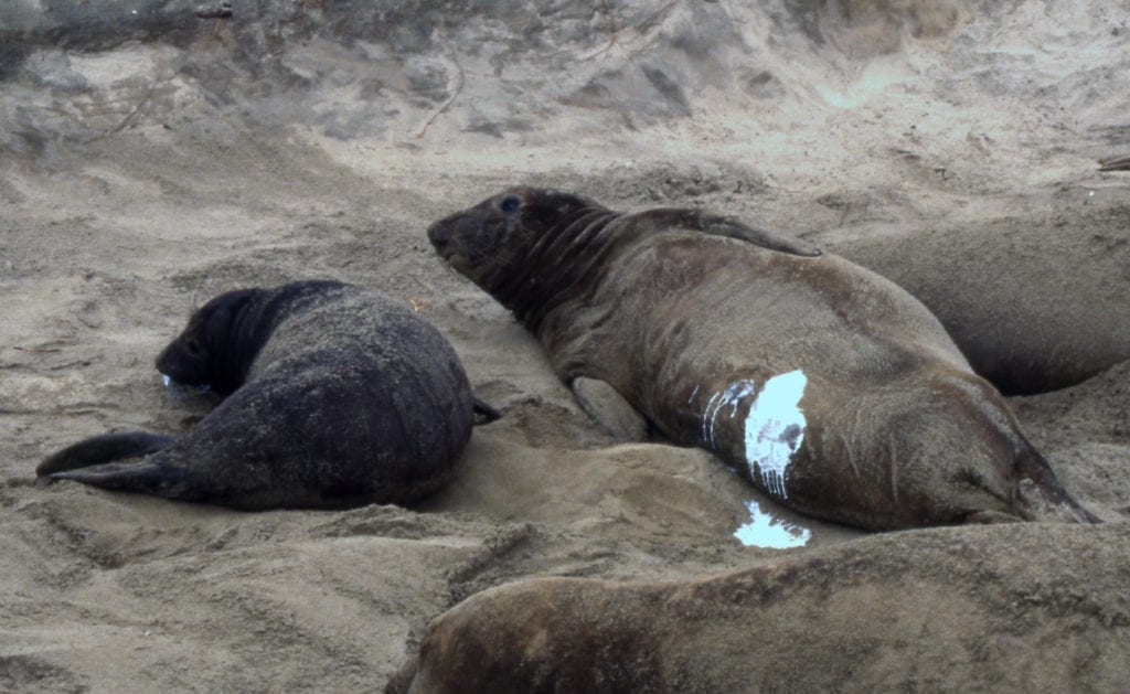 Elephant seal mother with milk