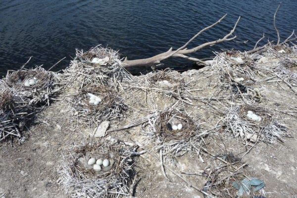 Bird nests made of sticks with pieces of garbage embedded in the nest