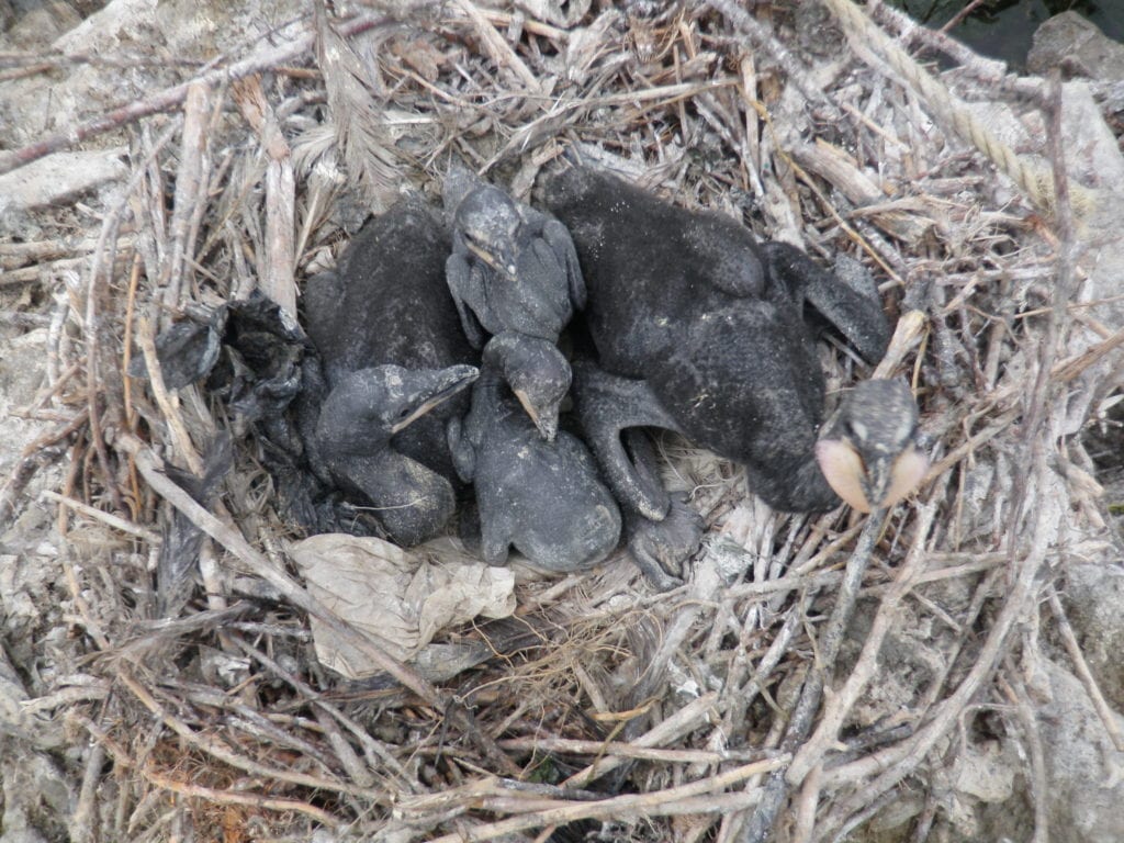 Double-breasted cormorants chicks in nest of sticks with pieces of plastic garbage