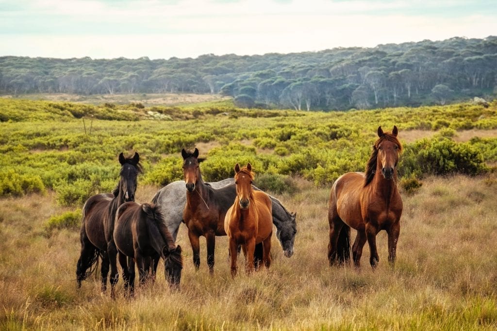 Six horses of varying shades of brown standing in meadow