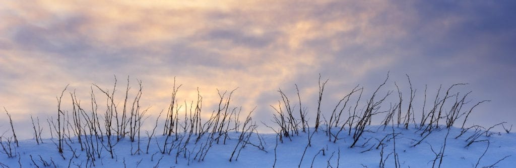 Dried plants in snow against sunset clouds.To see more of my winter images click the link below: