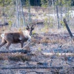 Endangered woodland caribou walking in forest in Northern Alberta