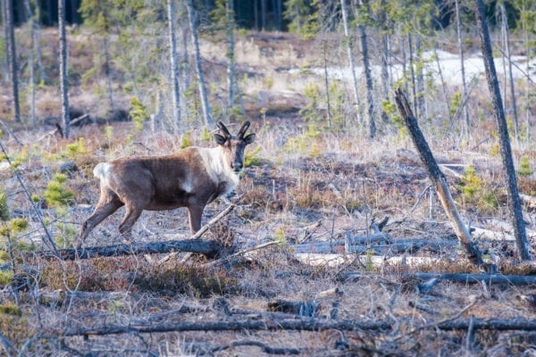 Endangered woodland caribou walking in forest in Northern Alberta