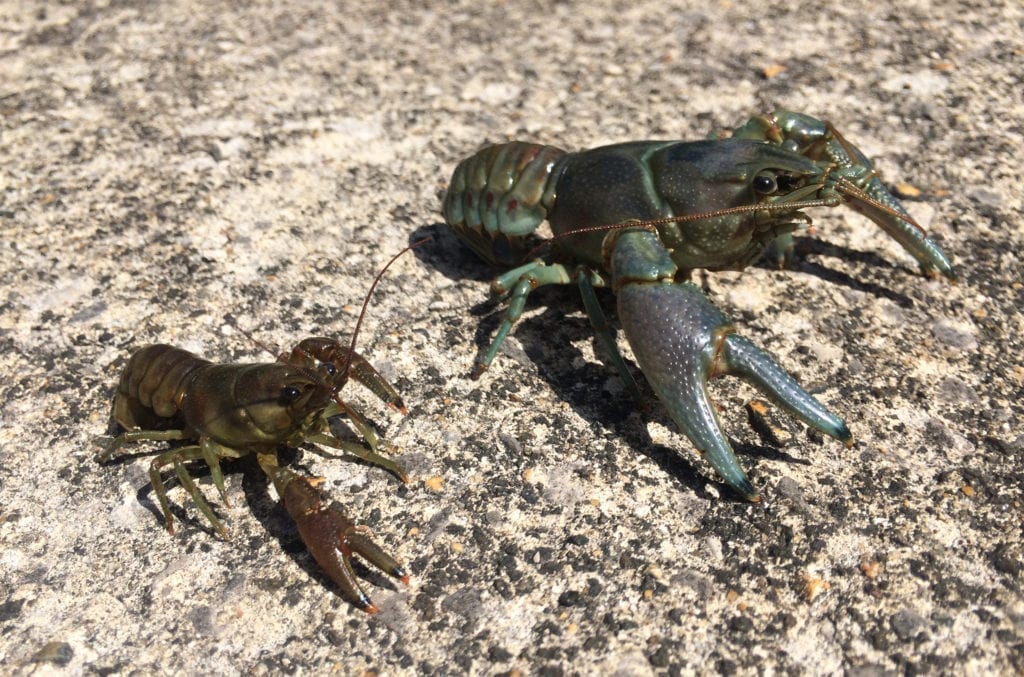 one larger and one smaller crayfish on sand