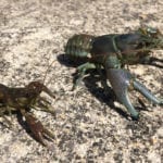 one larger and one smaller crayfish on sand