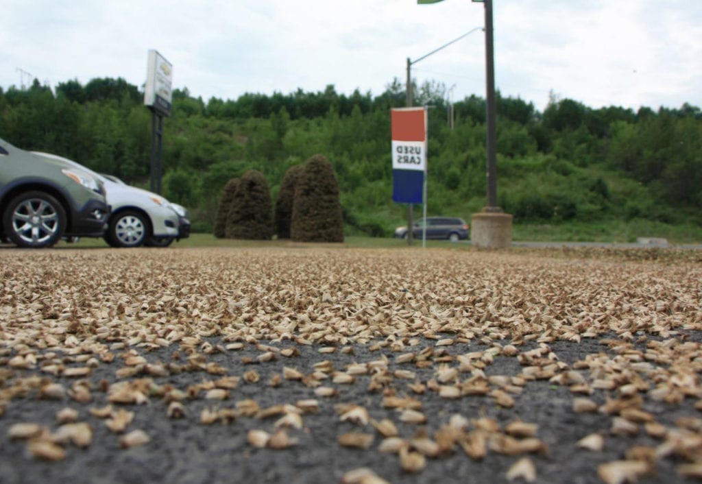 Spruce budworm moths carpeting a parking lot in the aftermath of a mass exodus flight in Campbellton, New Brunswick, Canada