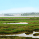 photograph of salt marsh vegetation with mist in background