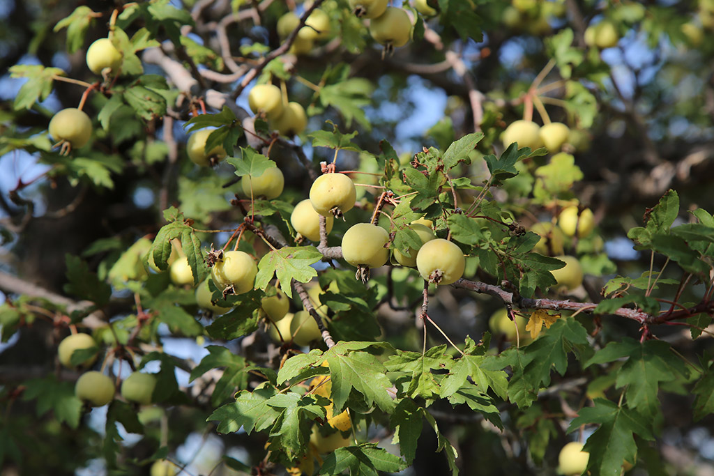 Image of the Lebanese wild apple tree