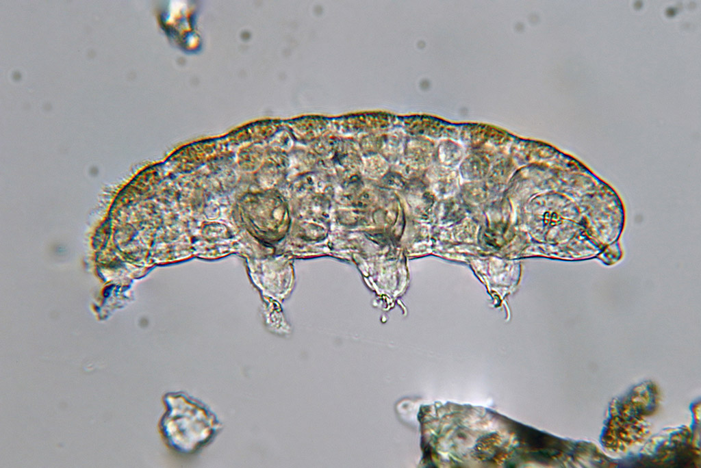 Micrograph of tardigrade 