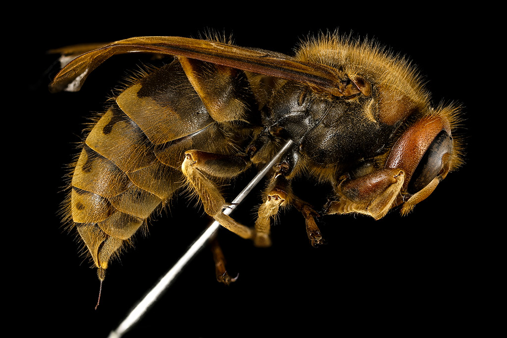 Image of hornet 