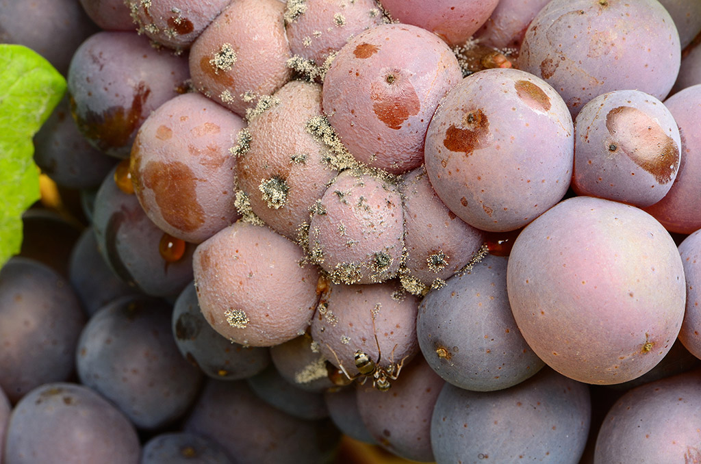 Close up photo of fungus growing on grapes