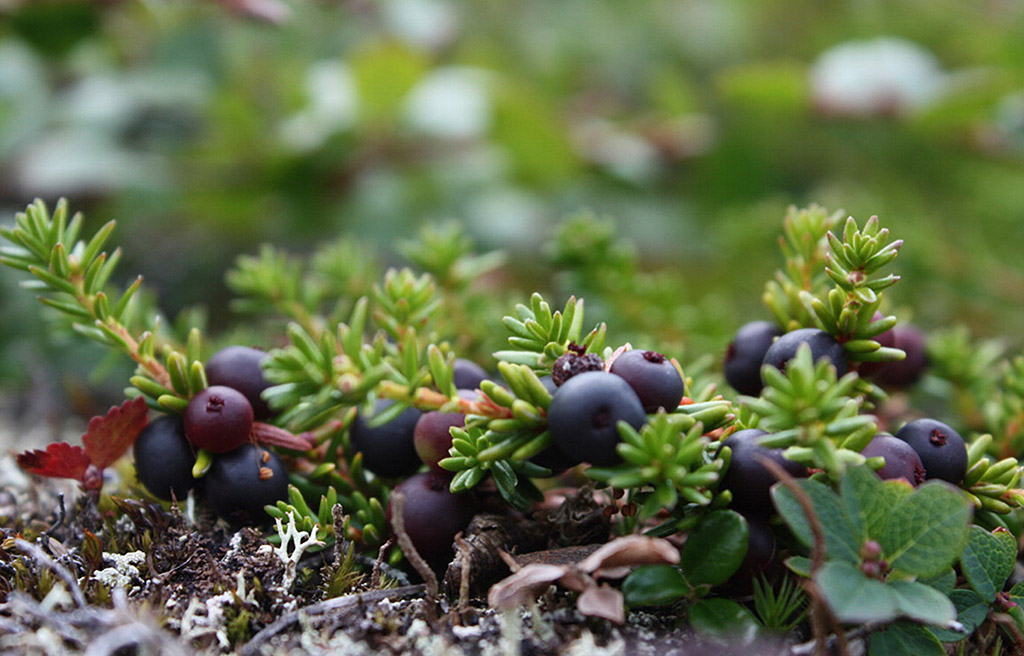Image of crowberry