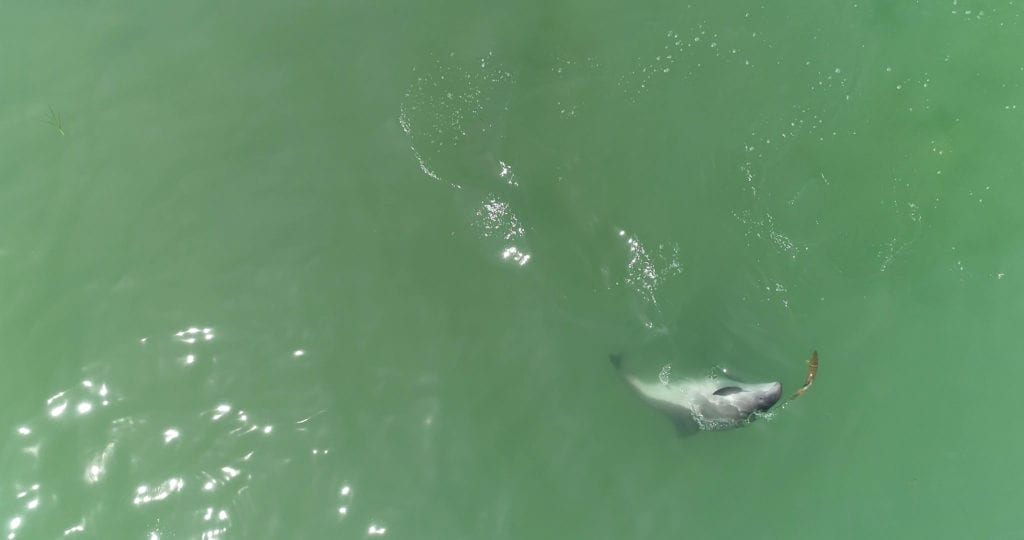 Aerial view of porpoise in water with fish near mouth of porpoise 