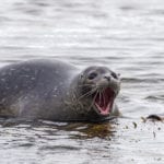 Seal in water with mouth open