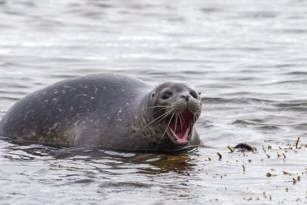Seal in water with mouth open