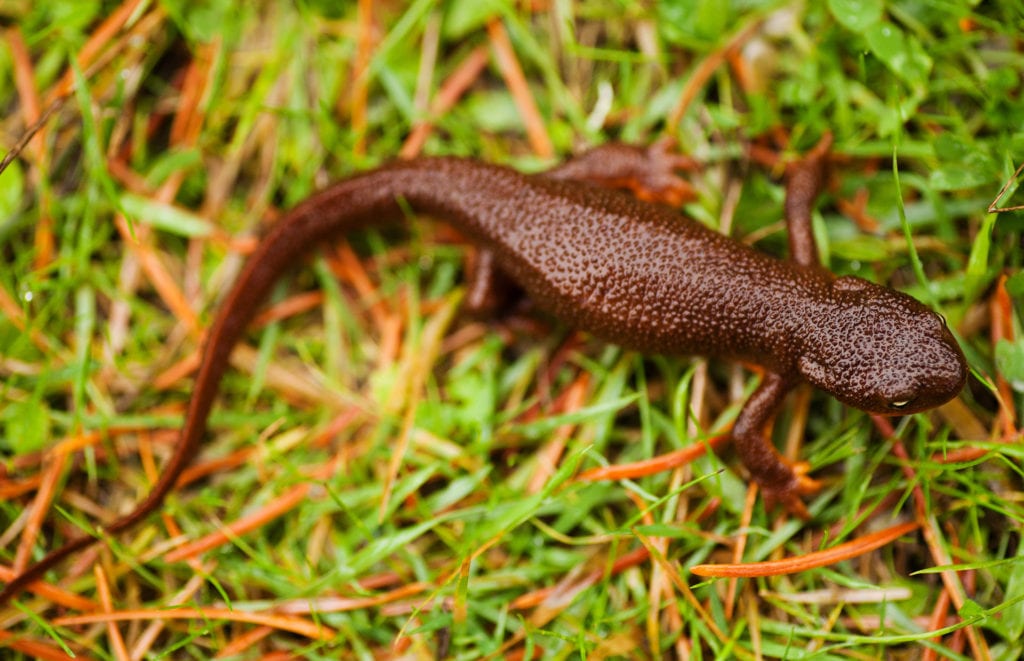 Aerial view of rough-skinned newt on grass