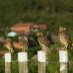 Four owls sitting on fence posts