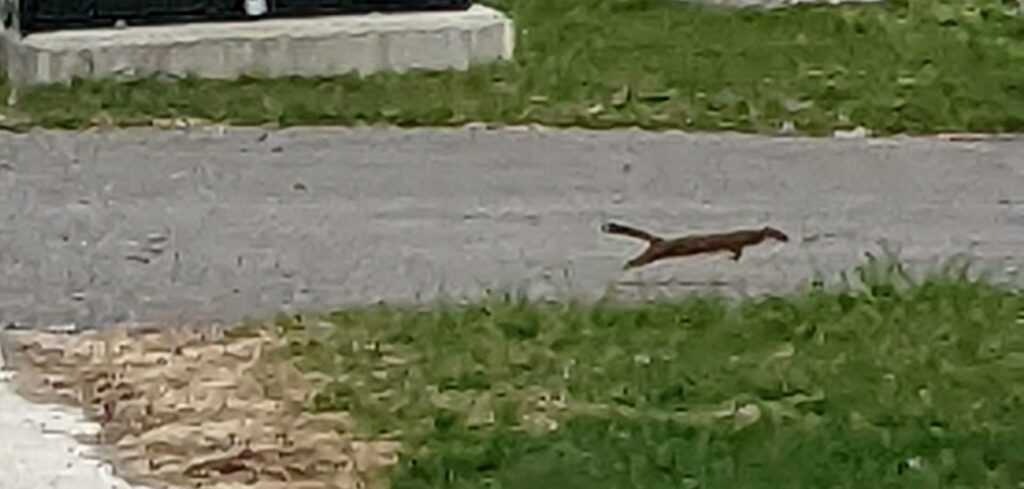 Weasel-like animal running on a road.
