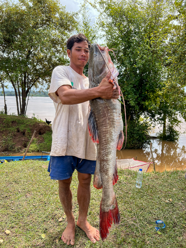 A man standing on the ground and holding a catfish in the air. The catfish is held vertically near its head showing how the length of the catfish is similar to the height of the man.