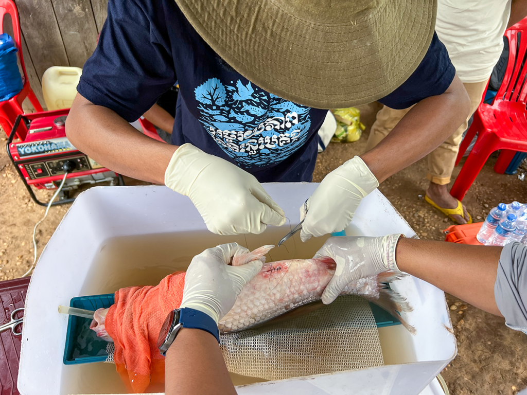 Overhead view of hands holding a fish which is upside down. Another set of hands are using scissors and surgical thread to close an incision in the fish’s abdomen with stitches. 