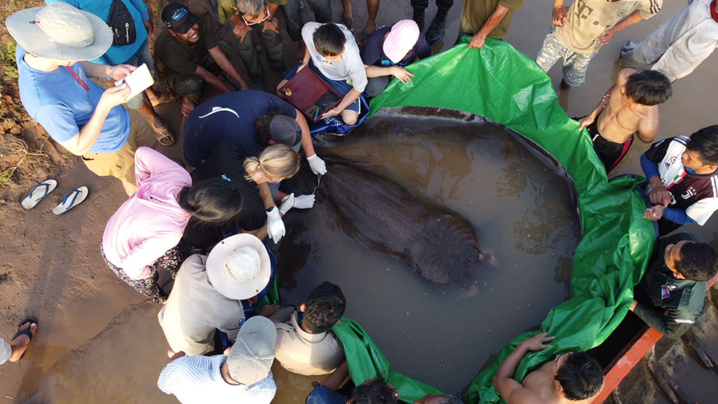 Overhead view of a stingray semi-submerged in water that is pooled in a tarp. The edges of the tarp are being held up into the air by a circle of people. 