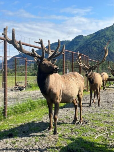 Male elk at the Alaska Wildlife Center. Summer is when many ungulates are growing their antlers in preparation for the rut (breeding season) later in the year. As antlers grow, they are protected by a fuzzy coating. These elk are then said to “be in velvet.”