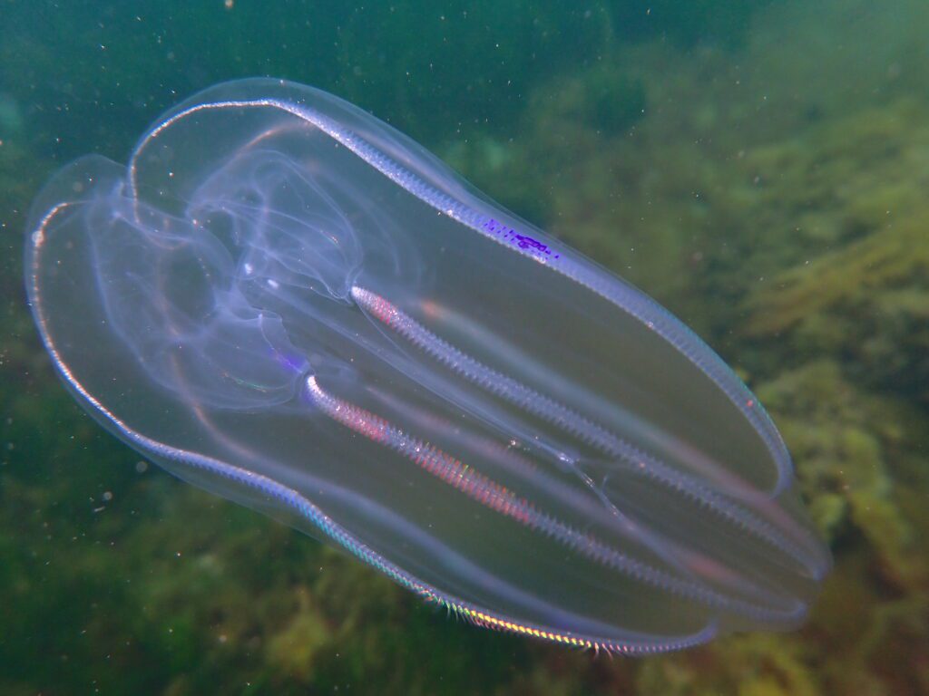 Bolinopsis infundibulum in Nova Scotia waters.