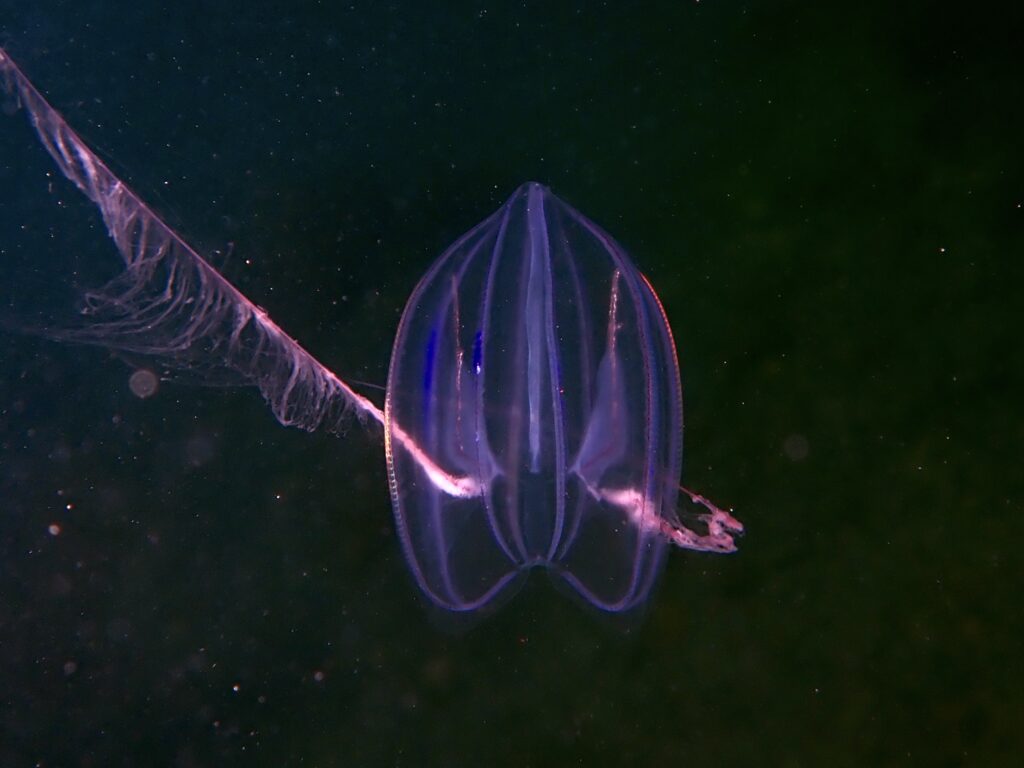 Mertensia ovum in Nova Scotia waters.