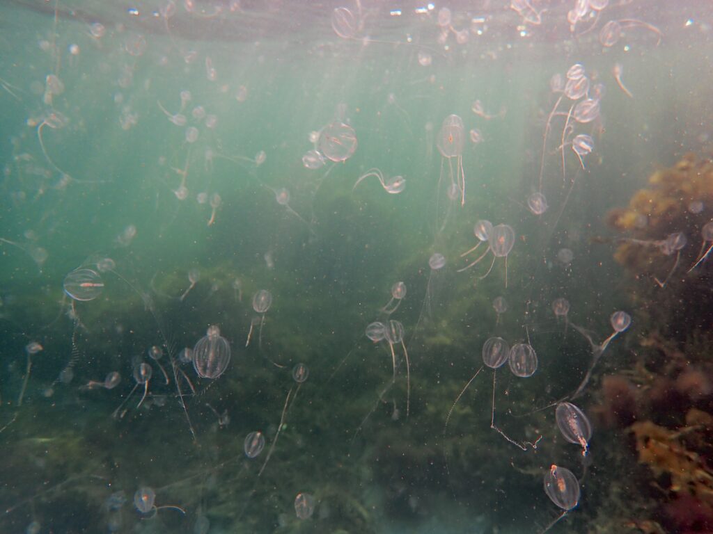 Mass occurrences of Pleurobrachia pileus in Nova Scotian waters.