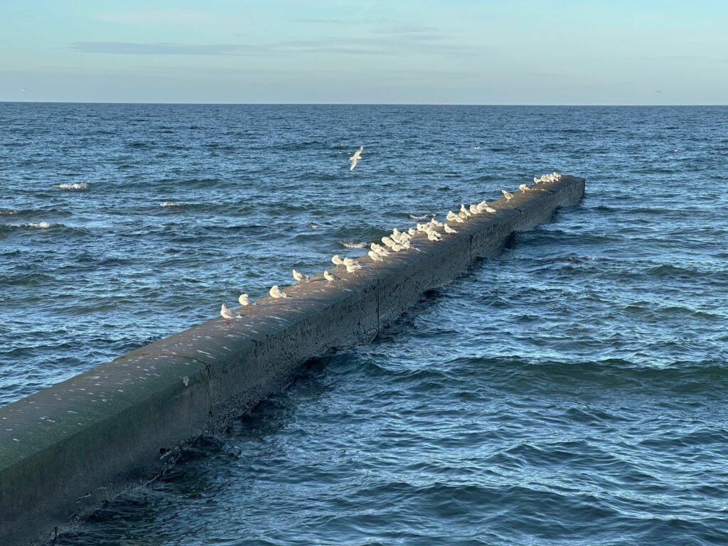 Pier with seagulls in Gotland in 2025.