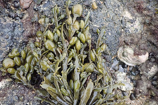 Supplementing goat feed with seaweed extract reduces E. Coli | Canadian ...