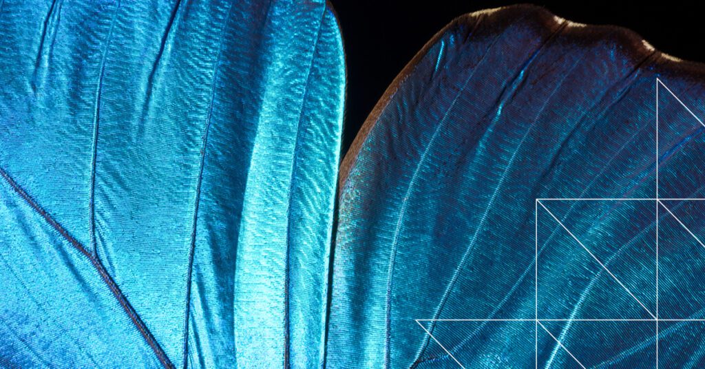 A detail of a Morpho Didius butterfly wing. These butterflies originate from South America and the wing span can be up to 15cm.