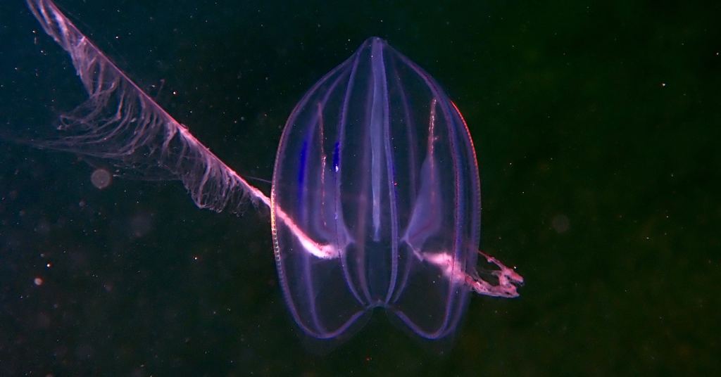 Insights into the gelatinous world of comb jellies