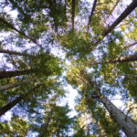 A photo of a forest. The camera is angled up towards the canopy from below.