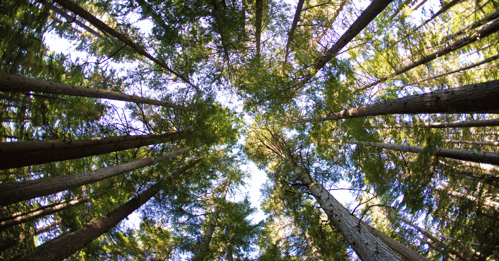 A photo of a forest. The camera is angled up towards the canopy from below.