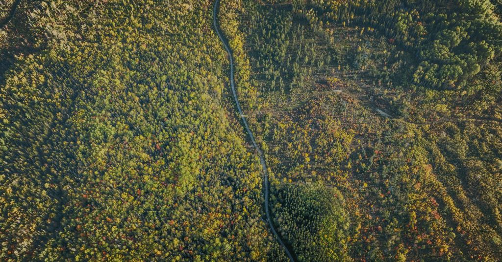 Decoding the forest: Dr. Jari Vauhkonen on AI, remote sensing, and the future of forestry