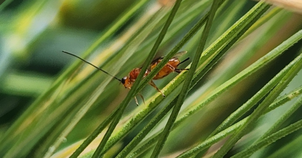 From Pheromones to Predators: What 