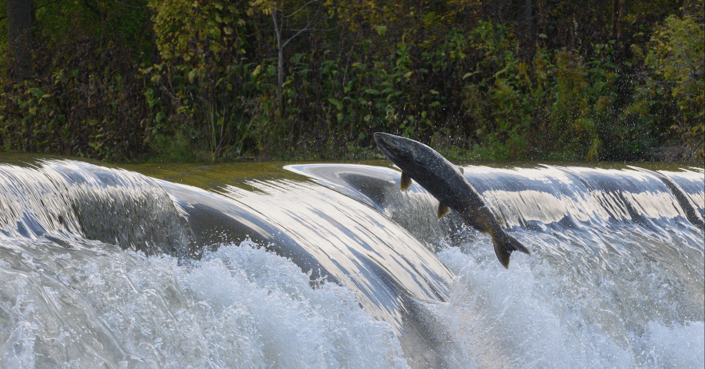 125 Years of the Canadian Journal of Fisheries and Aquatic Sciences